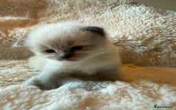 Ragdoll cats for sale: Beautiful mink point Ragdolls! 🩶🤍 - Image 20