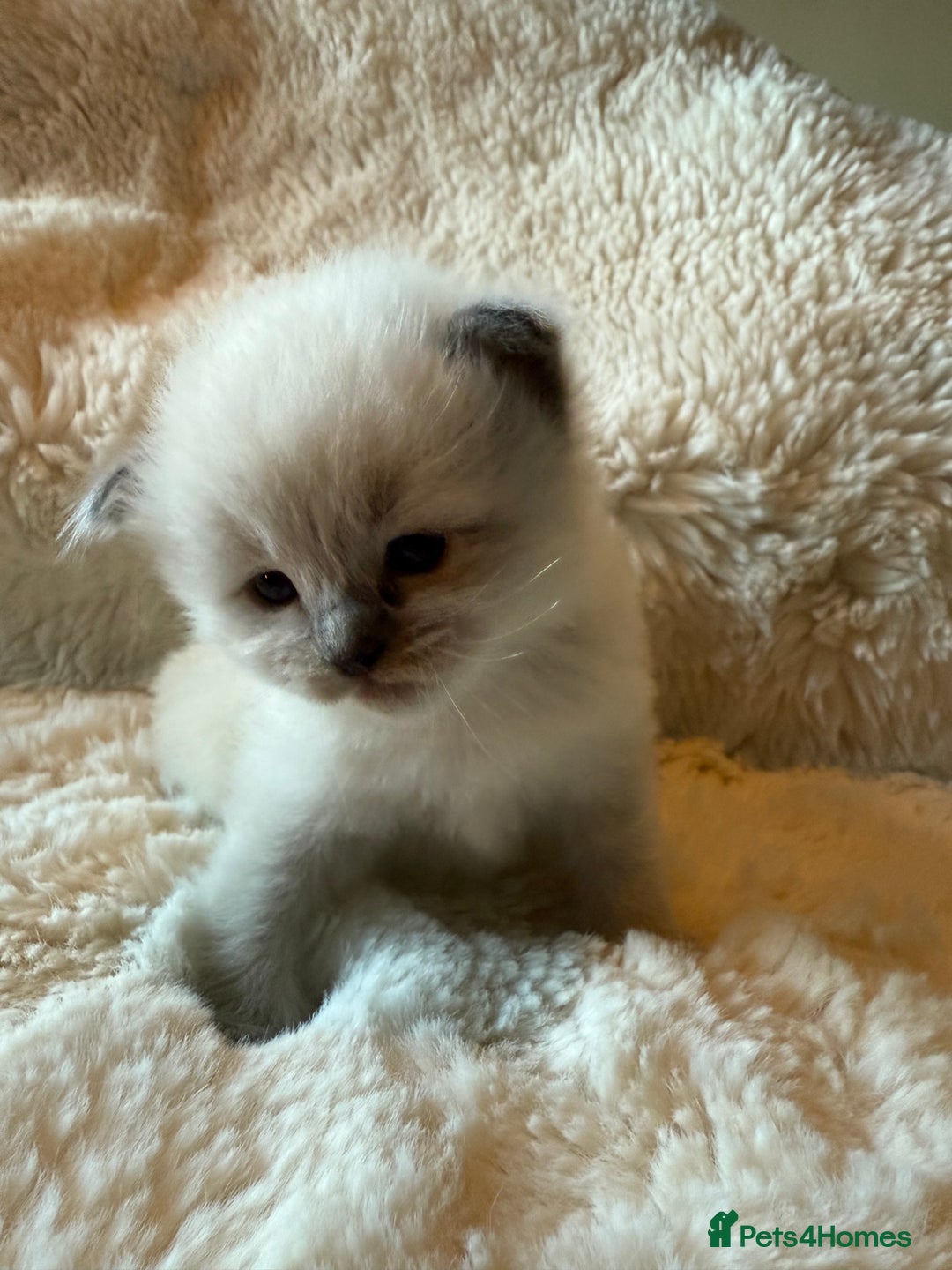 Ragdoll cats for sale: Beautiful mink point Ragdolls! 🩶🤍 - Image 20