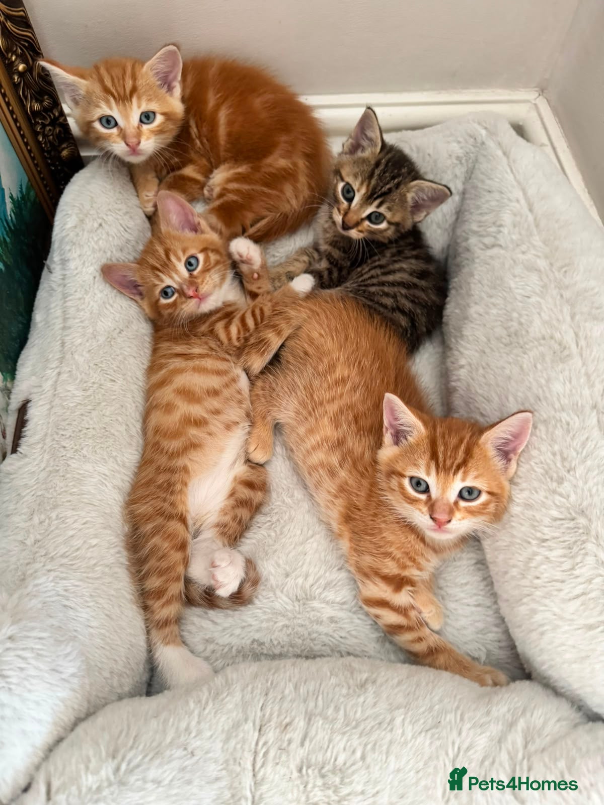 Domestic Shorthair cats for sale: Domestic Shorthair Kittens (3 males, 1 female) - Advert 7