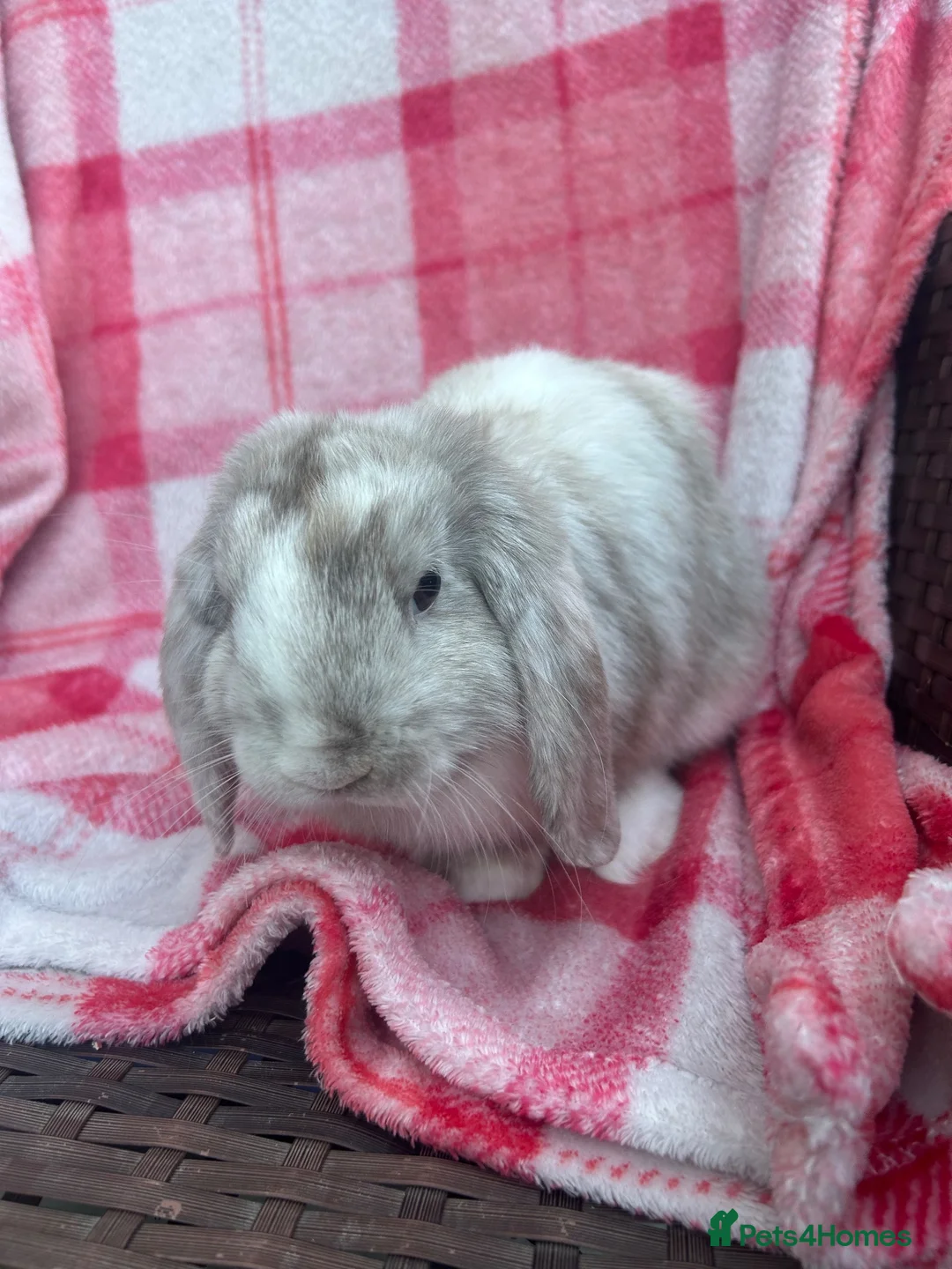 Mini Lop rabbits for sale: Mini-Lop 10 week old baby rabbits in Braintree - Advert 1