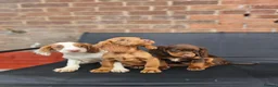Cocker Spaniel dogs for sale: 6 beautiful working cocker spaniel puppys - Advert 4