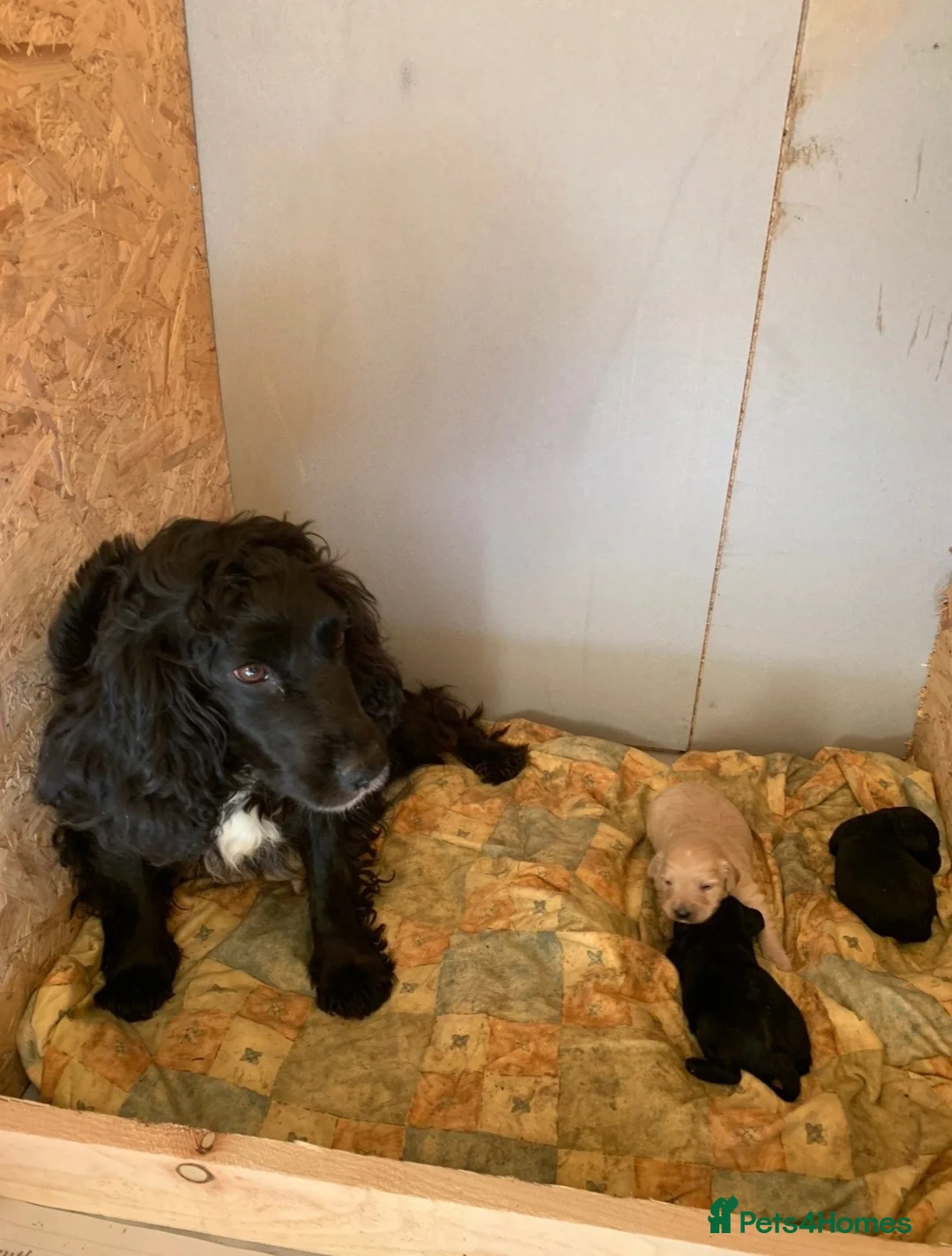 Cockapoo dogs for sale: F1 cockapoo puppies ready now  - Advert 2