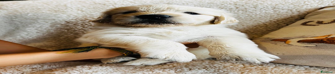 Golden Retriever Puppy 7