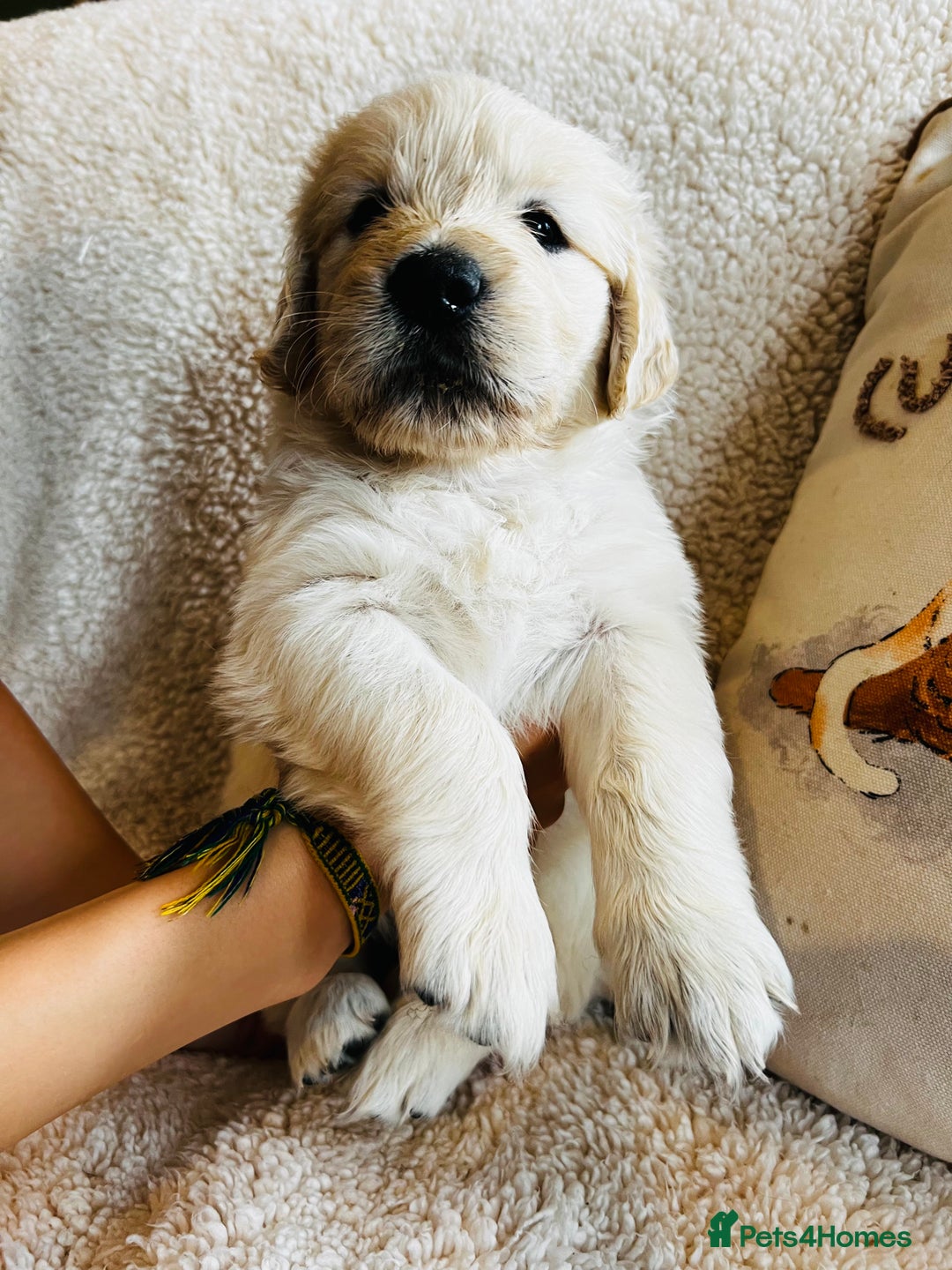 Golden Retriever dogs for sale: 8 Outstanding Chunky Cream Golden Puppies  - Image 22