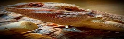 Bearded Dragon reptiles for sale: Male Bearded Dragon  in Burnley - Advert 2