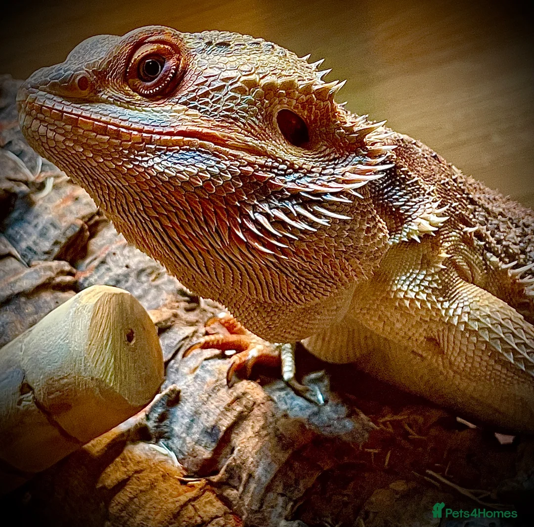 Bearded Dragon reptiles for sale: Male Bearded Dragon  in Burnley - Advert 2