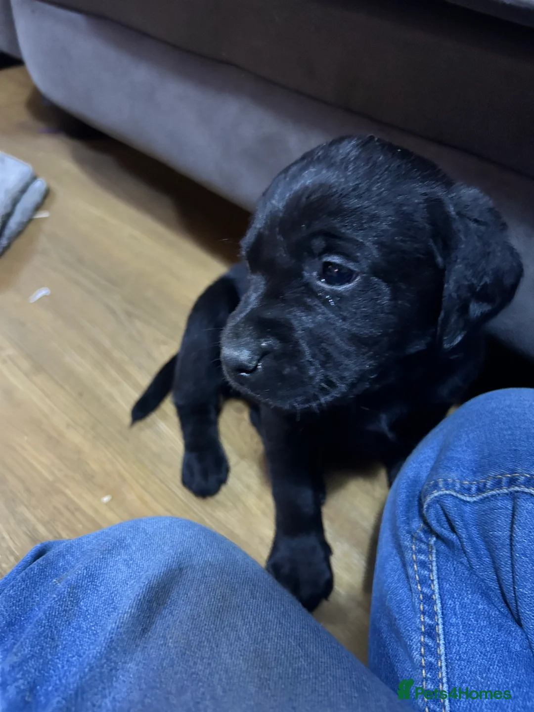 Labrador Retriever dogs for sale: KC Registered, Health Tested Labradors  - Advert 11