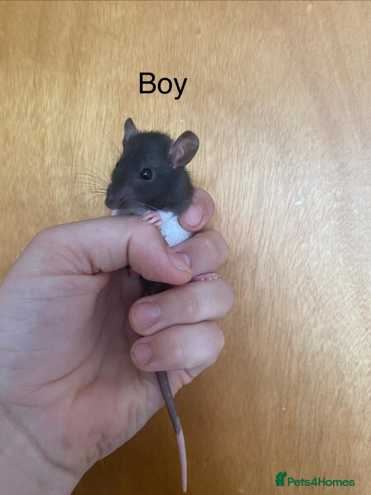 Rat rodents for sale: Mixed sexed baby rats in Chelmsford - Advert 37