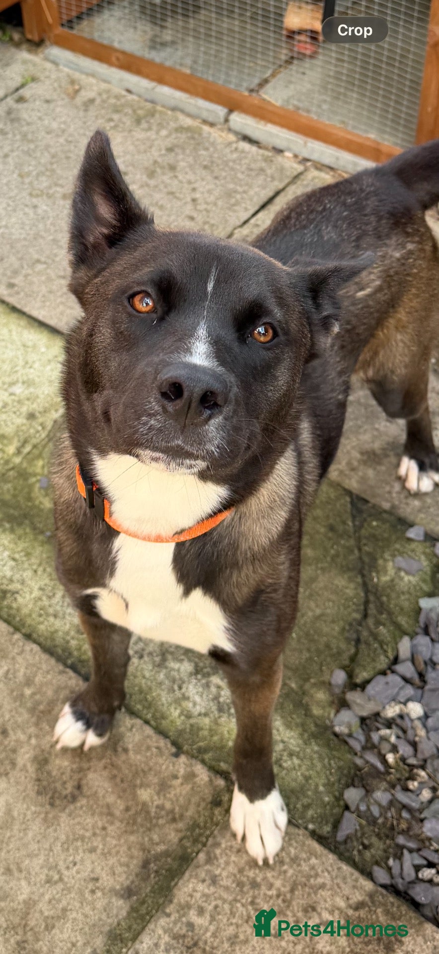 Shepsky dogs 12 month old female shepsky - Advert 15