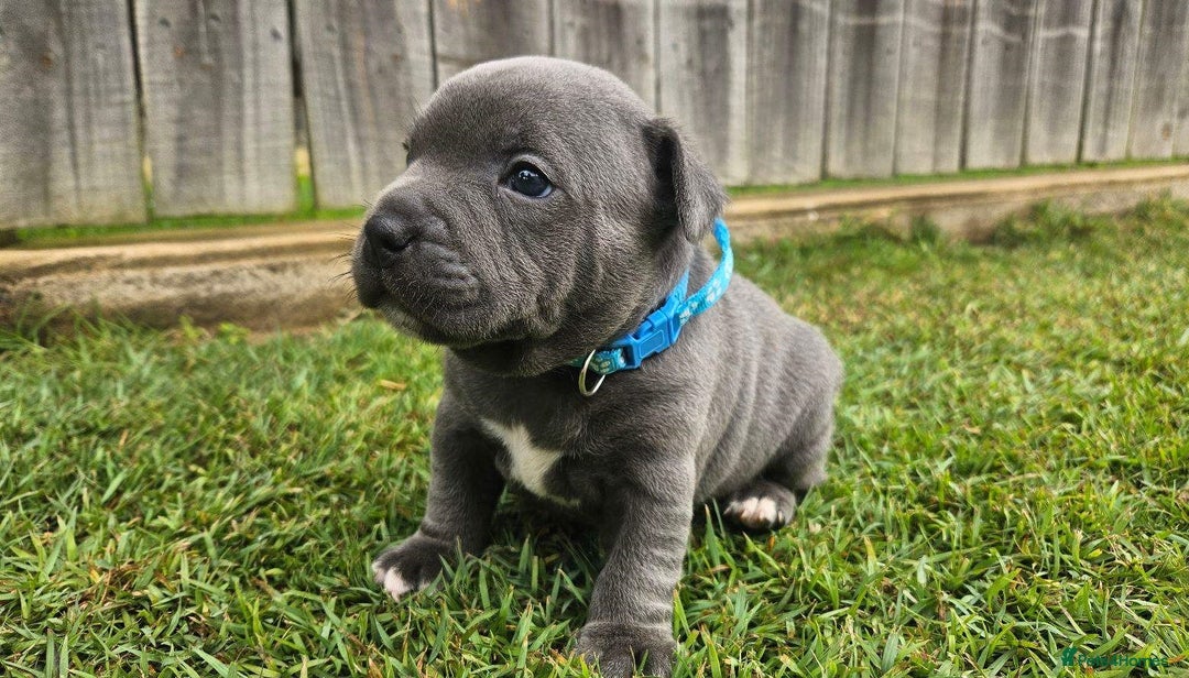 Staffordshire Bull Terrier dogs for sale: Affectionate perfect Blue staffy pups - Image 6