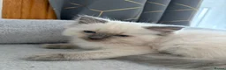 Ragdoll cats for sale: Gorgeous ragdoll kittens!  - Advert 8