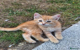 British Shorthair cats for sale: 4 short haired kittens  - Image 3