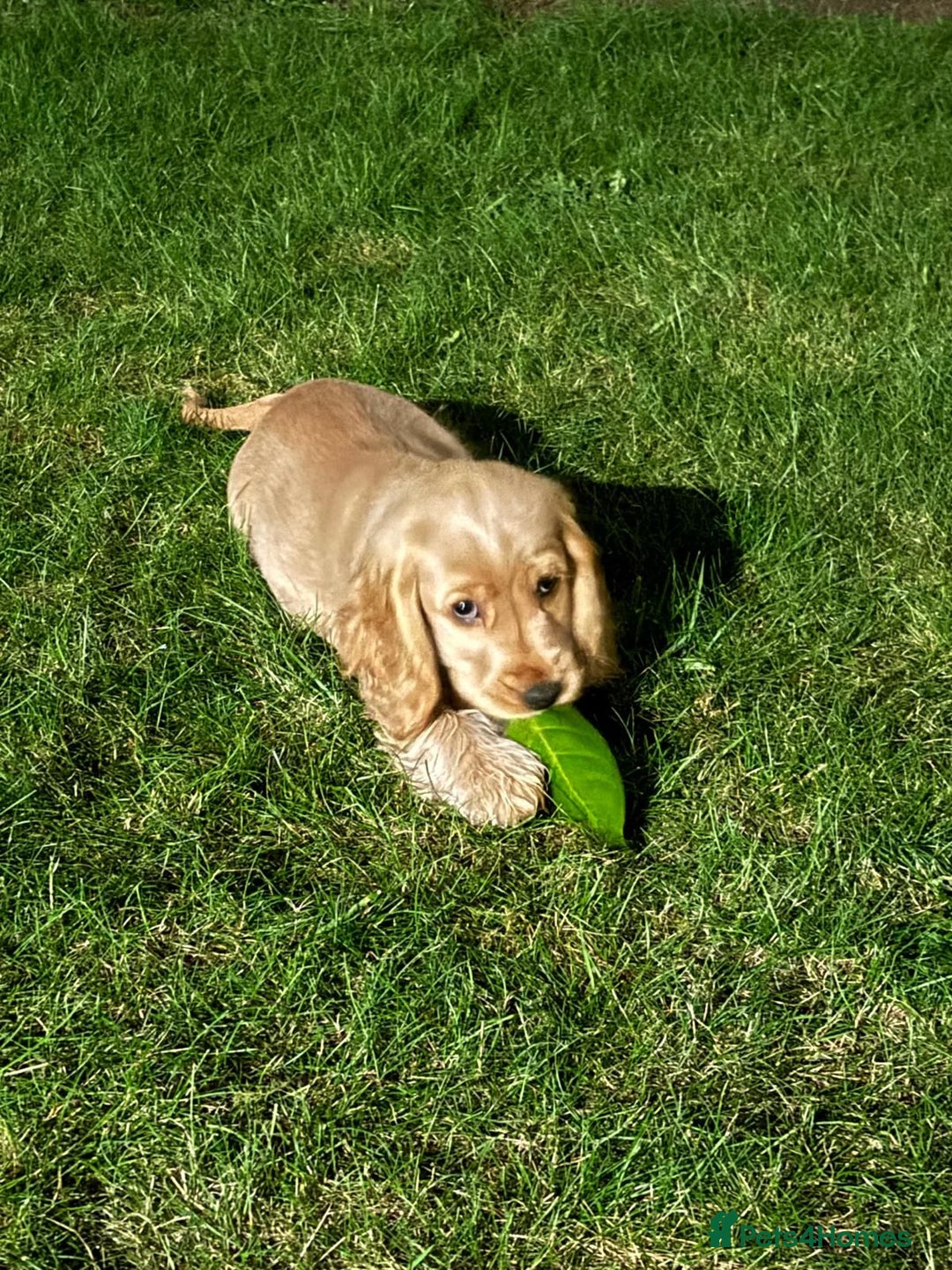 Cocker Spaniel dogs for sale: GOLDEN SHOW COCKER PUPPIES  - Image 11