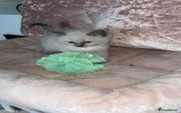 Ragdoll cats for sale: 🌸pedigree Ragdoll babies, reduced🌸 - Image 3