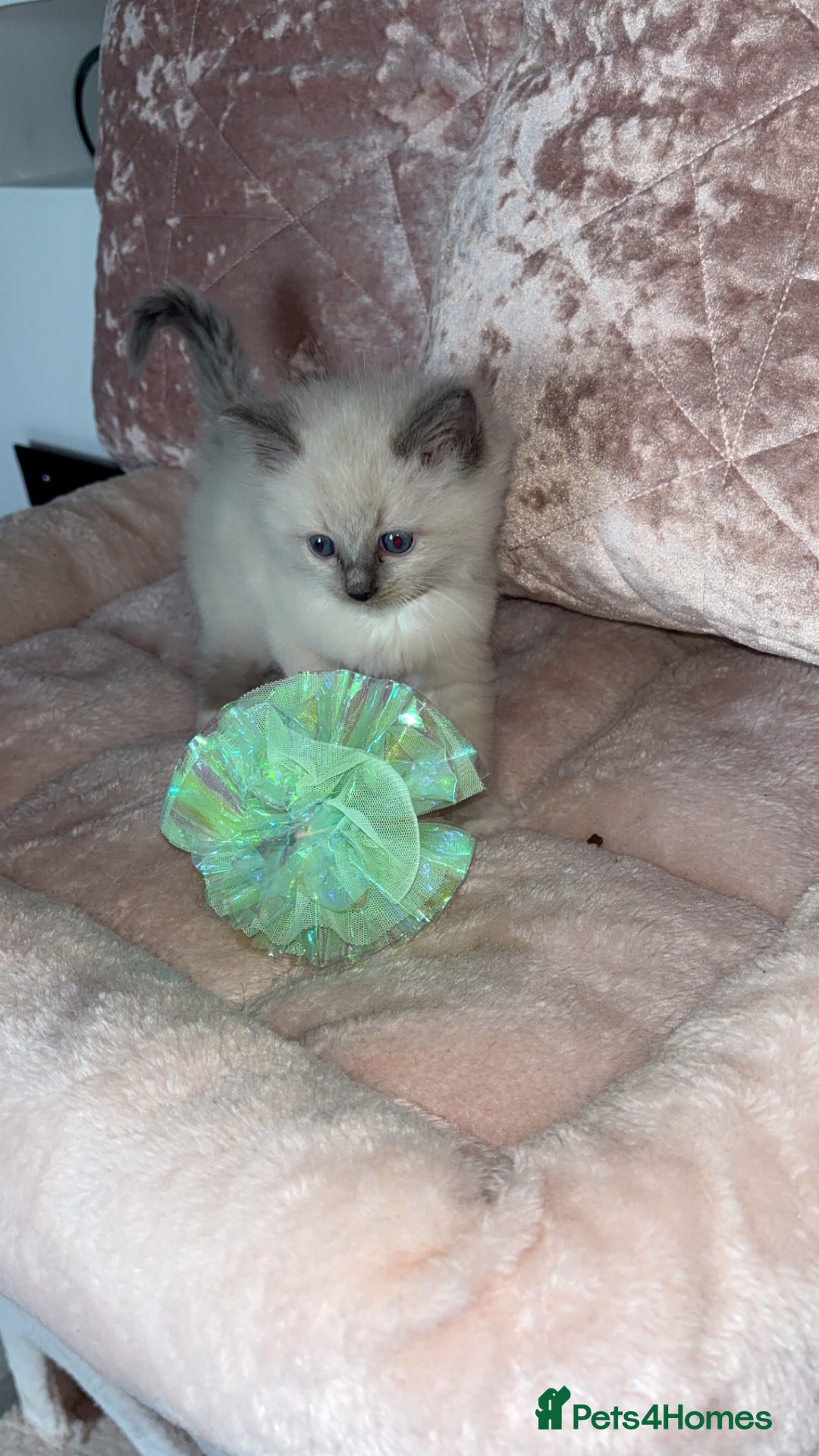 Ragdoll cats for sale: 🌸pedigree Ragdoll babies, reduced🌸 - Image 3