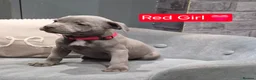 Staffordshire Bull Terrier dogs for sale: LAST BOY SIRED BY ROYAL REGIMENT KC REGISTERED - Advert 6