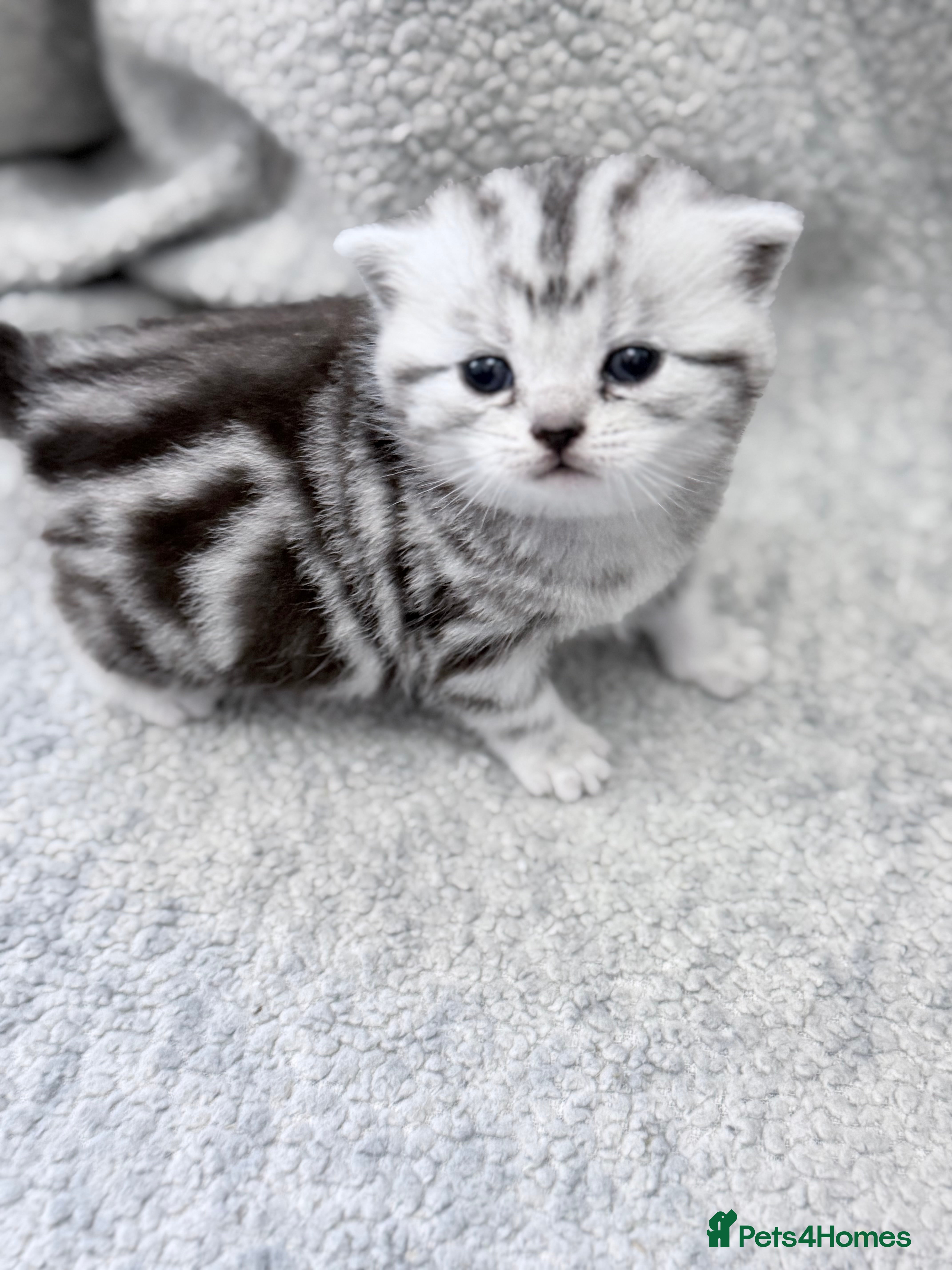 British Shorthair cats GCCF British shorthair silver tabby female kitten  - Advert 2