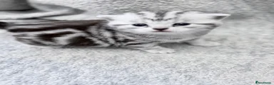 British Shorthair Kitten 2