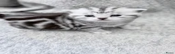 British Shorthair cats for sale: GCCF British shorthair silver tabby female kitten  - Advert 2