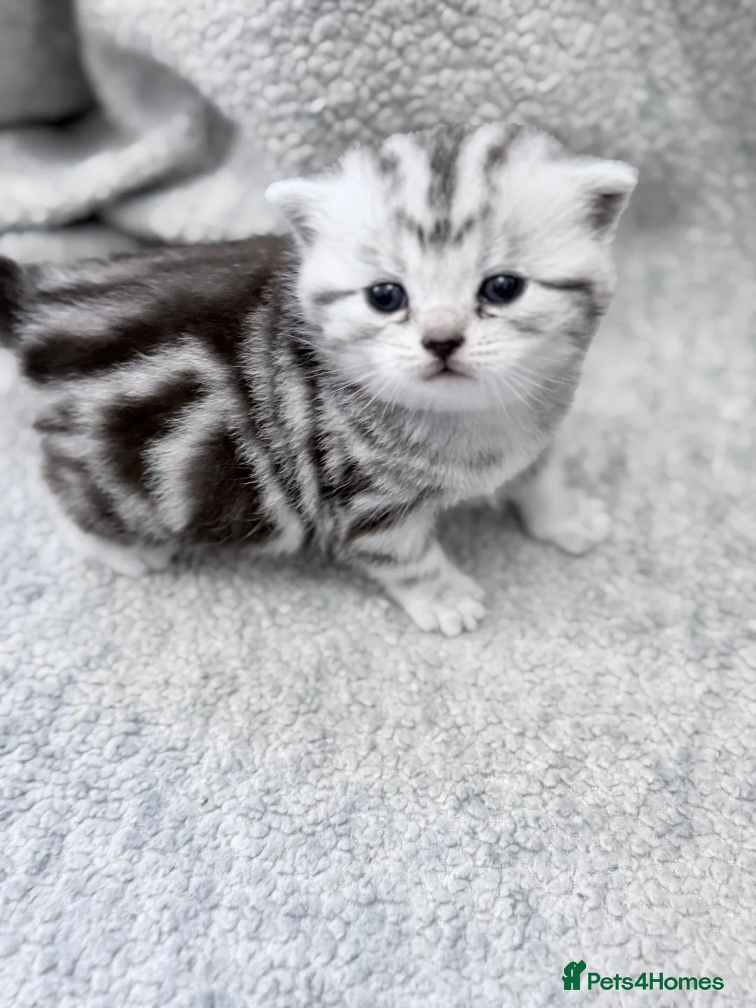 British Shorthair cats for sale: GCCF British shorthair silver tabby female kitten  - Advert 2