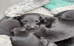 Flat coated Retriever dogs for sale: Flat Coated Retriever Puppies - Image 5