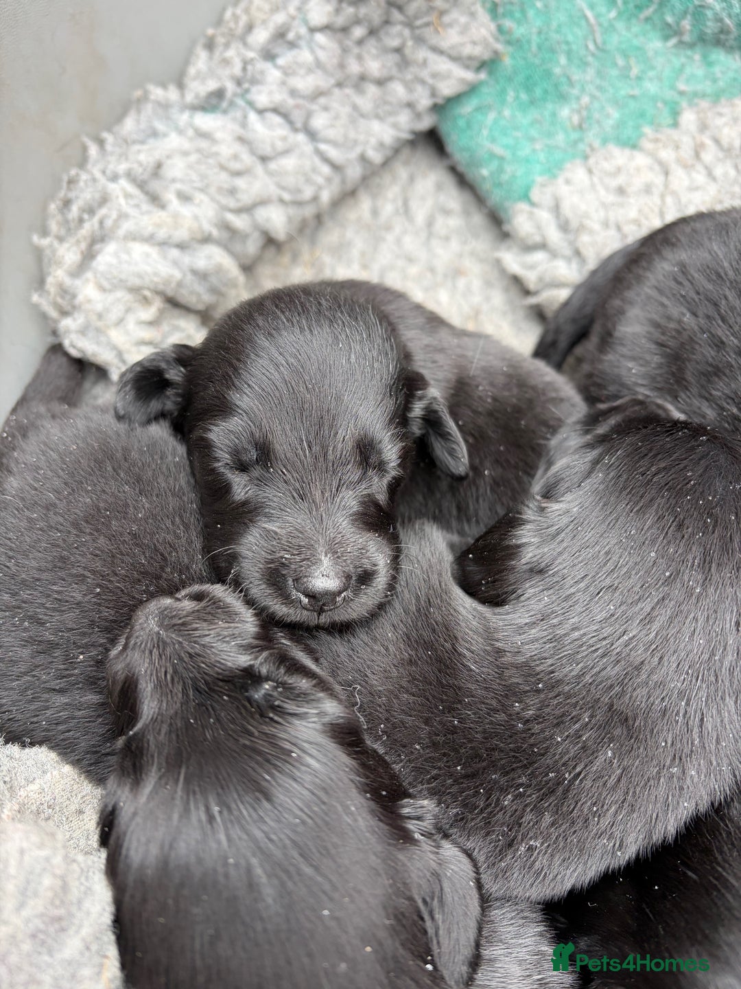 Flat coated Retriever dogs for sale: Flat Coated Retriever Puppies - Image 5
