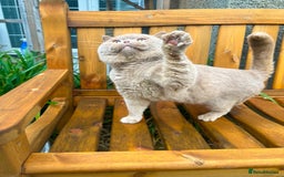 British Shorthair cats for sale: GCCF reg BS kittens true to type cinnamon  - Image 12