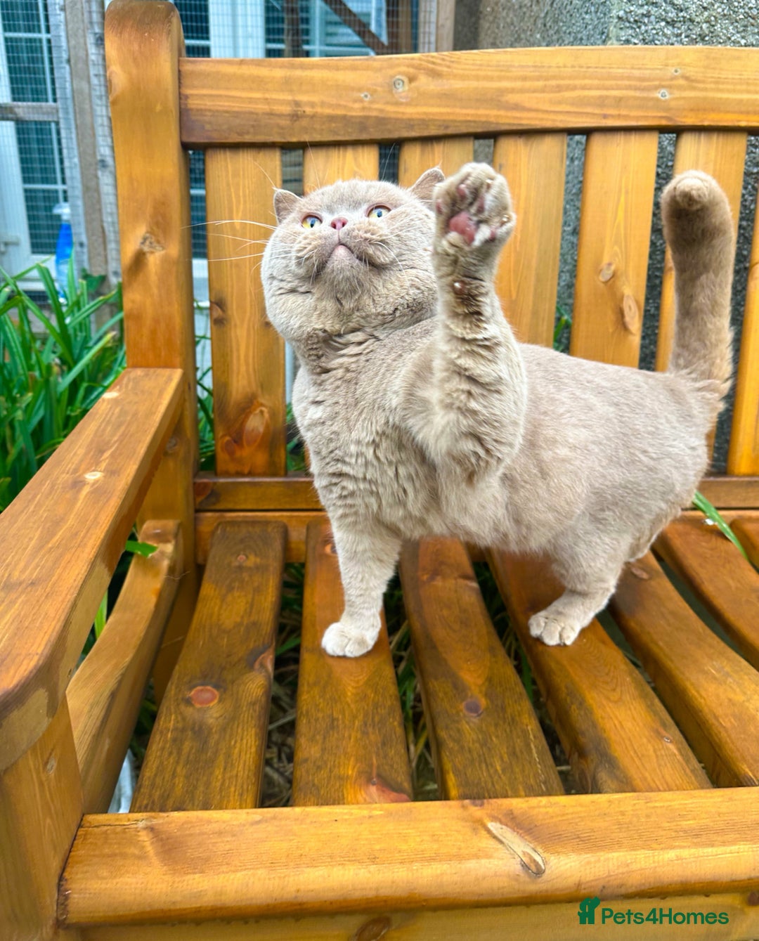 British Shorthair cats for sale: GCCF reg BS kittens true to type cinnamon  - Image 12