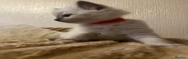 Orange collar 