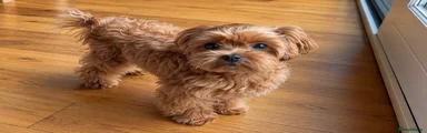 Maltipoo 1