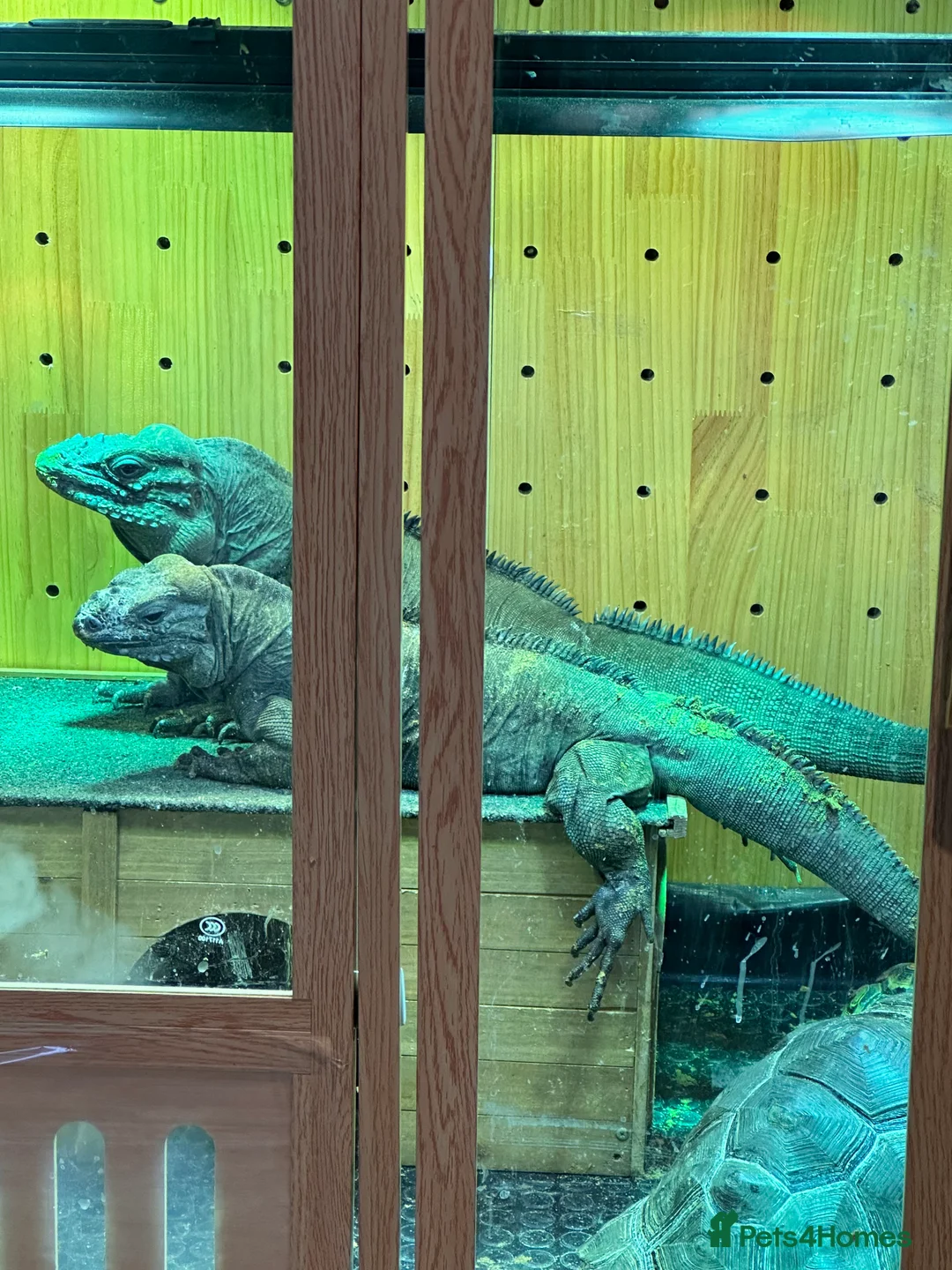 Iguana reptiles for sale: pair of rihino iguana for sale serious buyer only - Advert 2