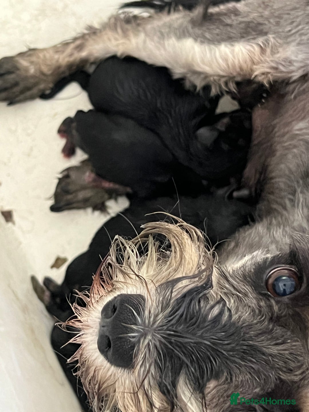 Mixed Breed dogs for sale: SCHNAVALIER PUPPIES  - Image 13