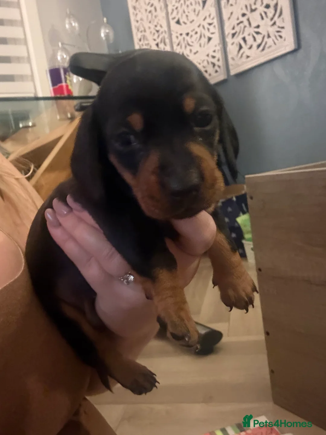 Miniature Dachshund dogs for sale: Black and Tan Miniature Dachshund Puppies  - Advert 30