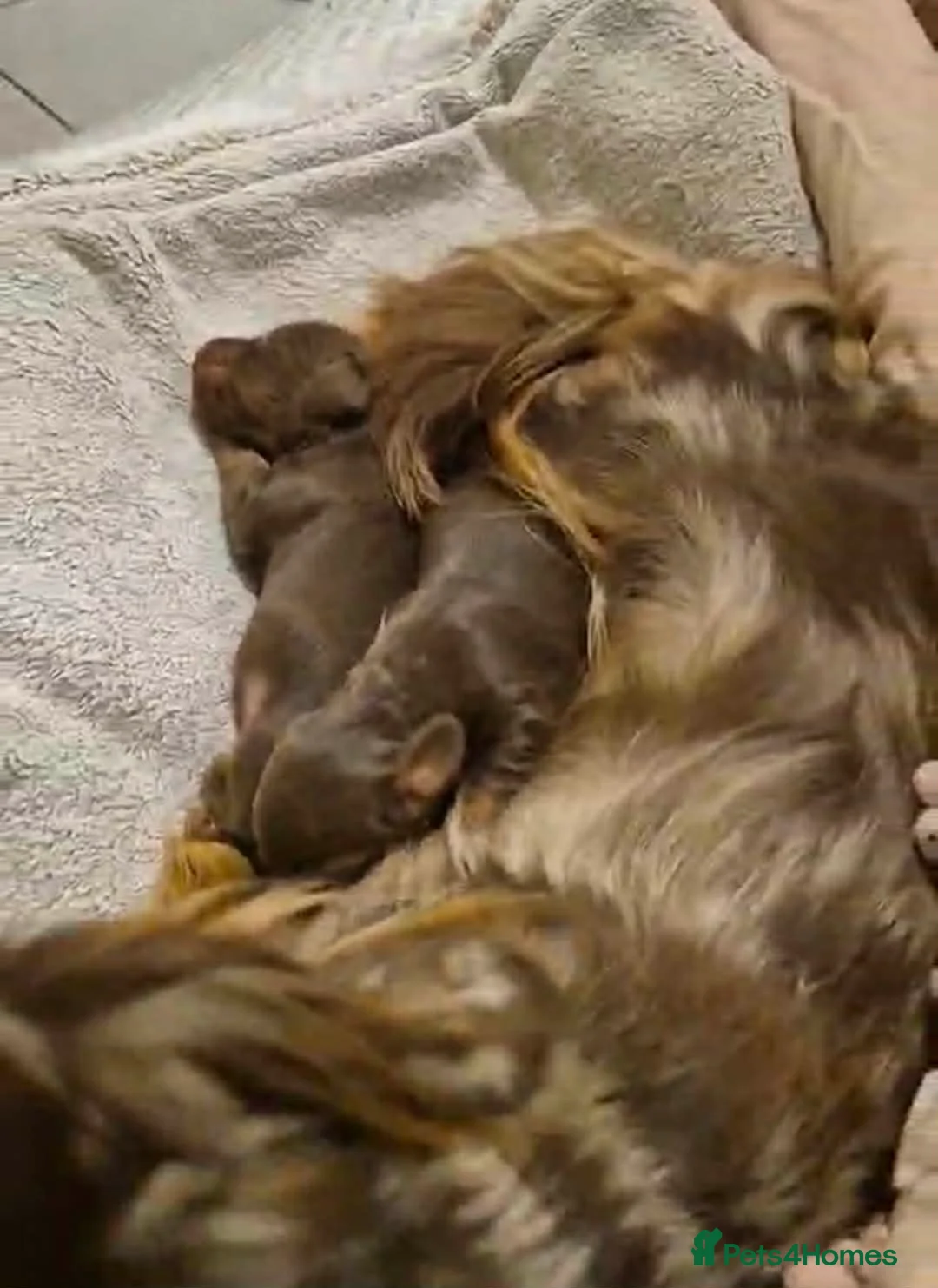 Miniature Dachshund dogs for sale: Miniature  Dachshund  - Advert 6