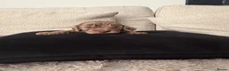 Cockapoo dogs for sale: Beautiful F1B cockapoo puppies  in Wolverhampton - Advert 15