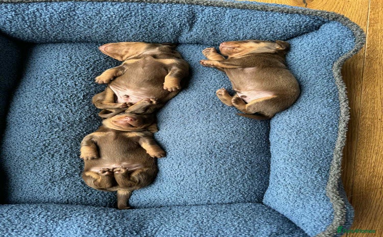 Miniature Dachshund dogs - Advert 4