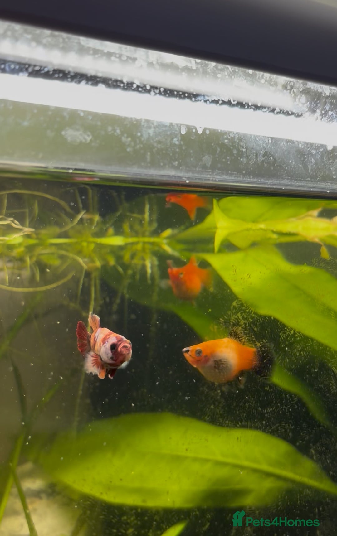 Platies fish for sale: Dwarf platys coral red and sunset  - Image 2