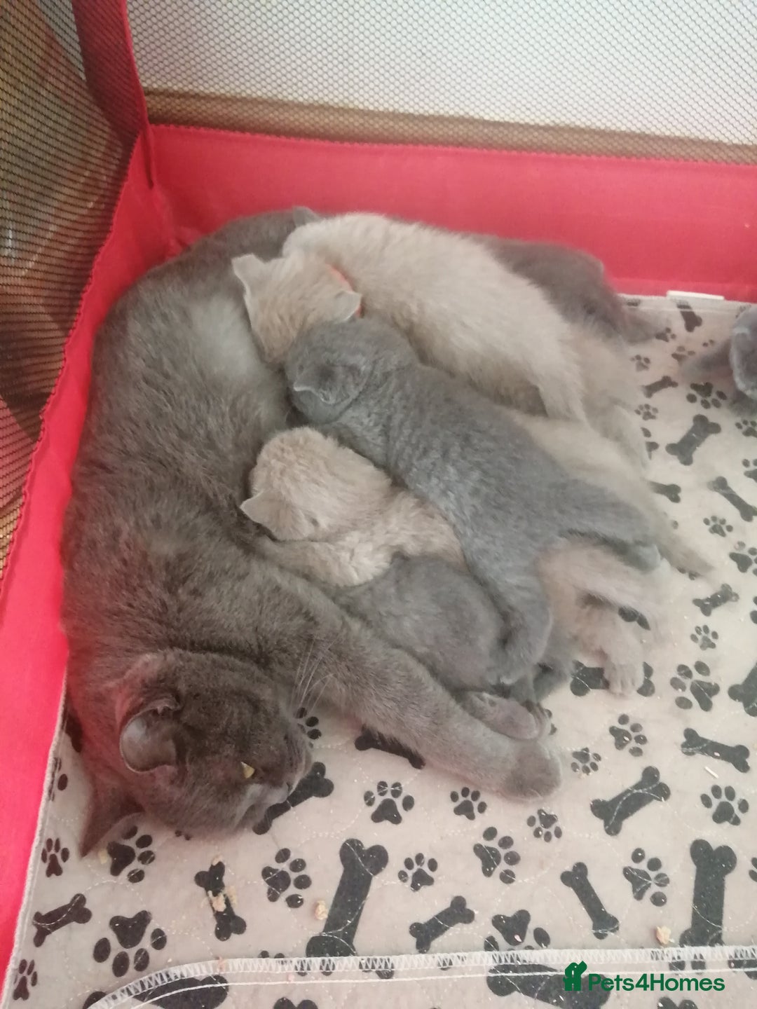 British Shorthair cats for sale: British kittens for sale - Advert 5