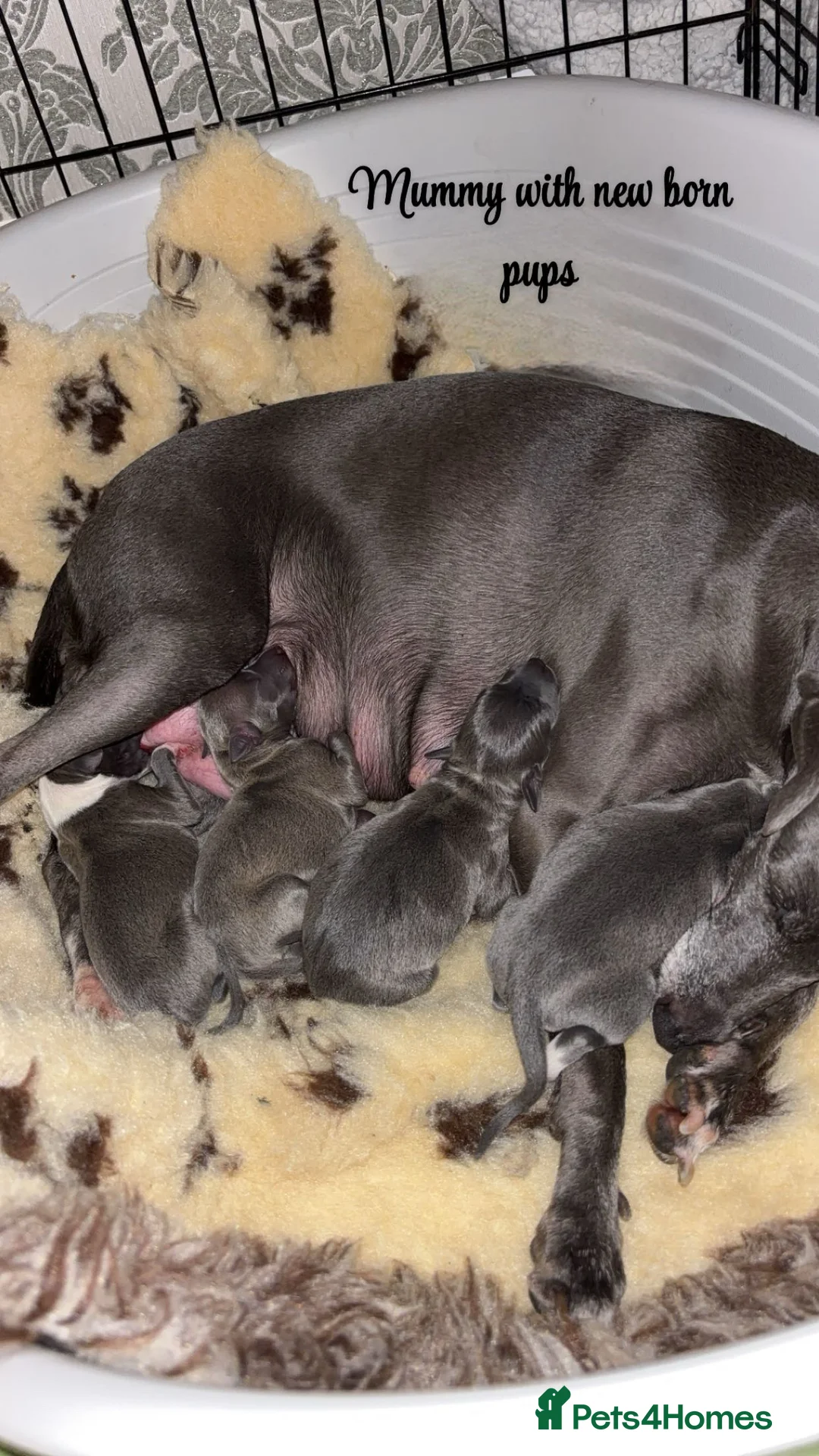 Italian Greyhound dogs for sale: 3 Stunning Italian greyhound puppies🐾💙💕  - Advert 9