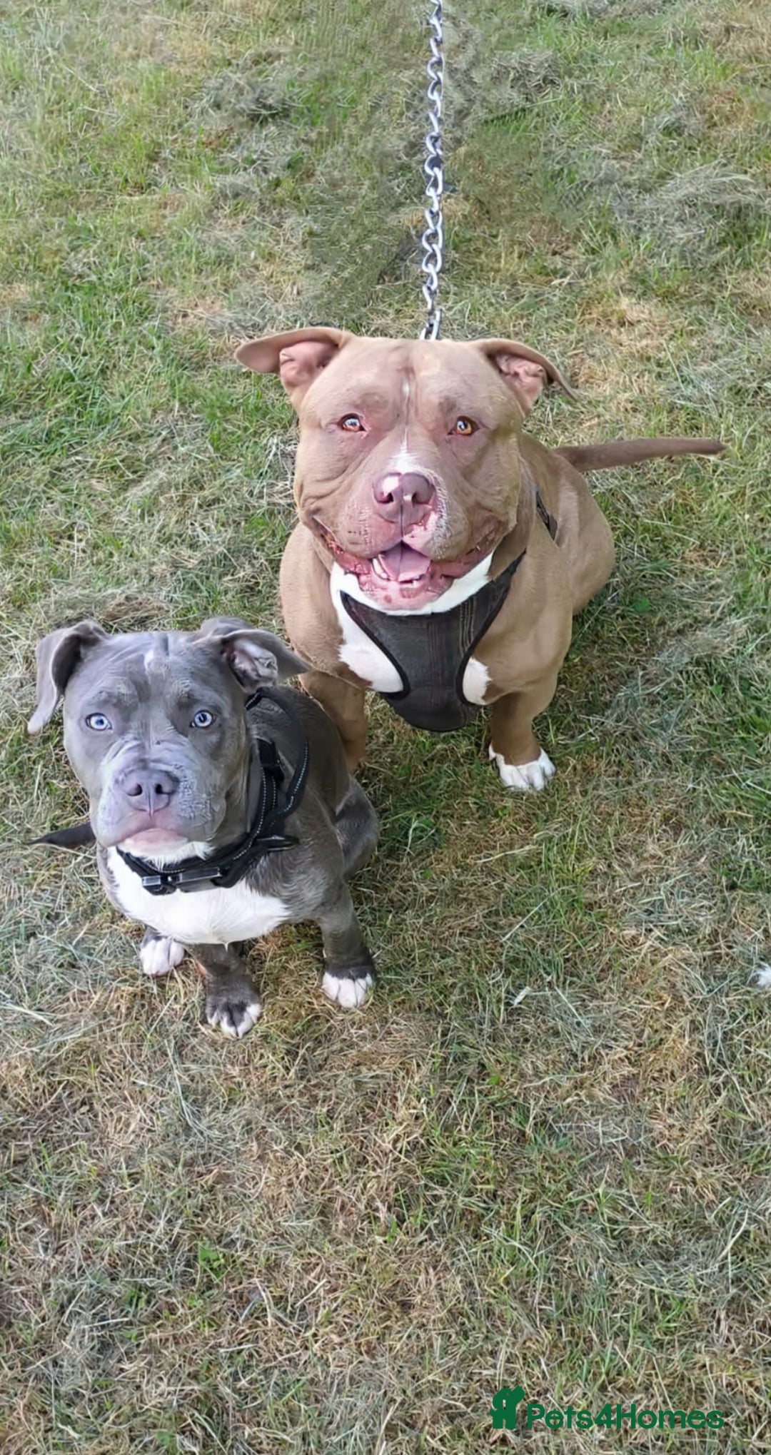 Mixed Breed dogs for sale: pocket bully x frenchie puppies 7 weeks old - Advert 1