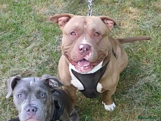 Mixed Breed dogs pocket bully x frenchie puppies 7 weeks old - Advert 11