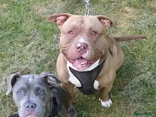 Mixed Breed dogs pocket bully x frenchie puppies ready to go - Advert 20