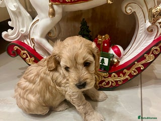 Cockapoo dogs ♥️Beautiful Toy Cockapoo Puppies Kc Reg Parents - Advert 11