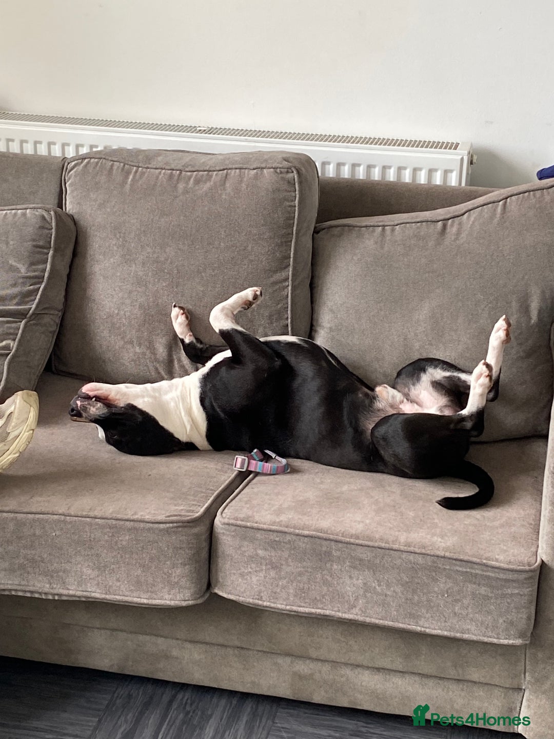 Staffordshire Bull Terrier dogs for stud: STUD  - Image 3