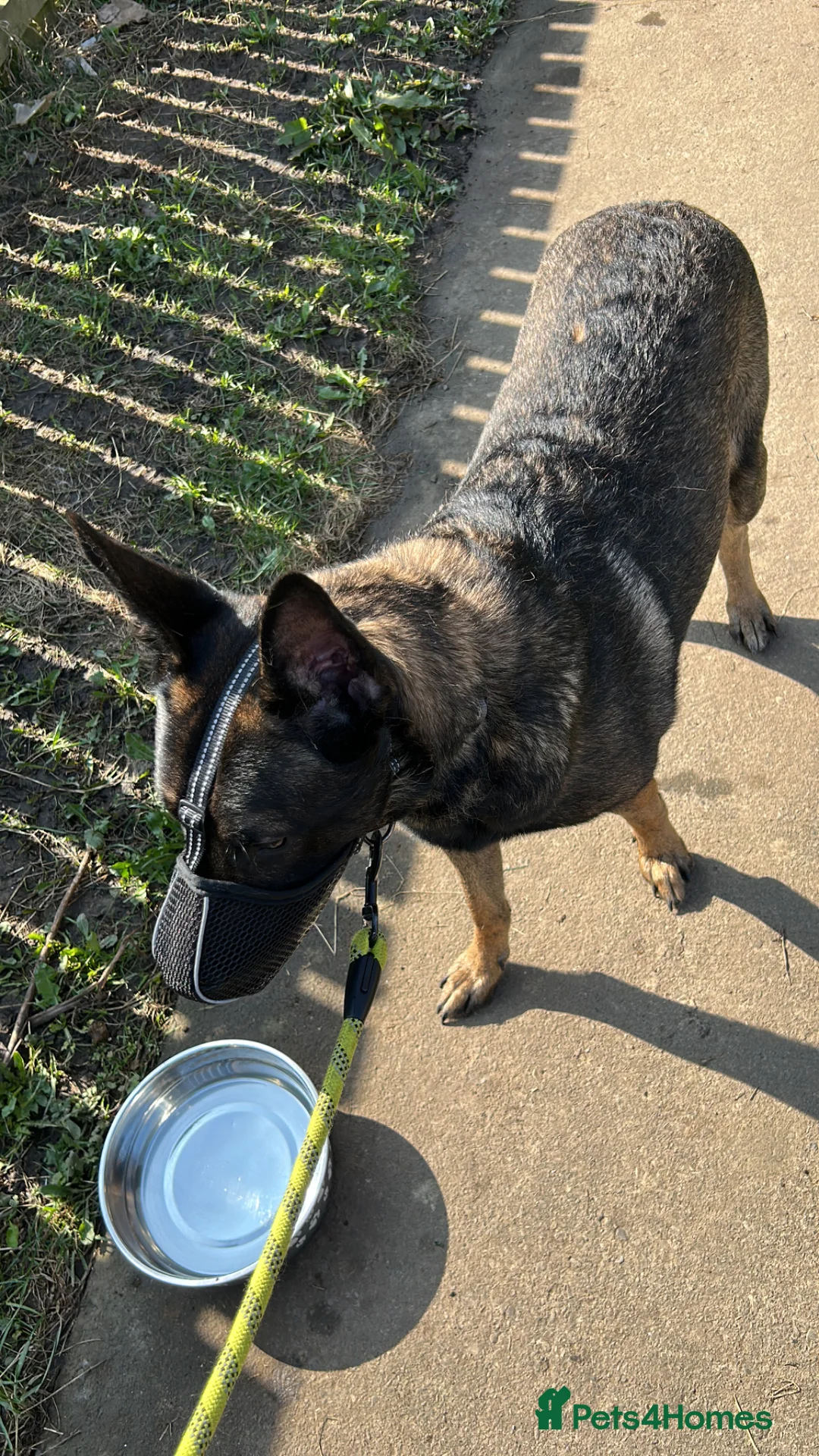 Belgian Shepherd Dog dogs for sale: Belgian Mali for sale  in Middlesbrough - Advert 4