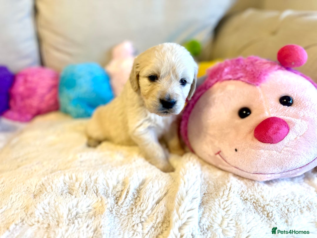 Golden Retriever dogs for sale: Outstanding Champion Lines KC Registered - Advert 9