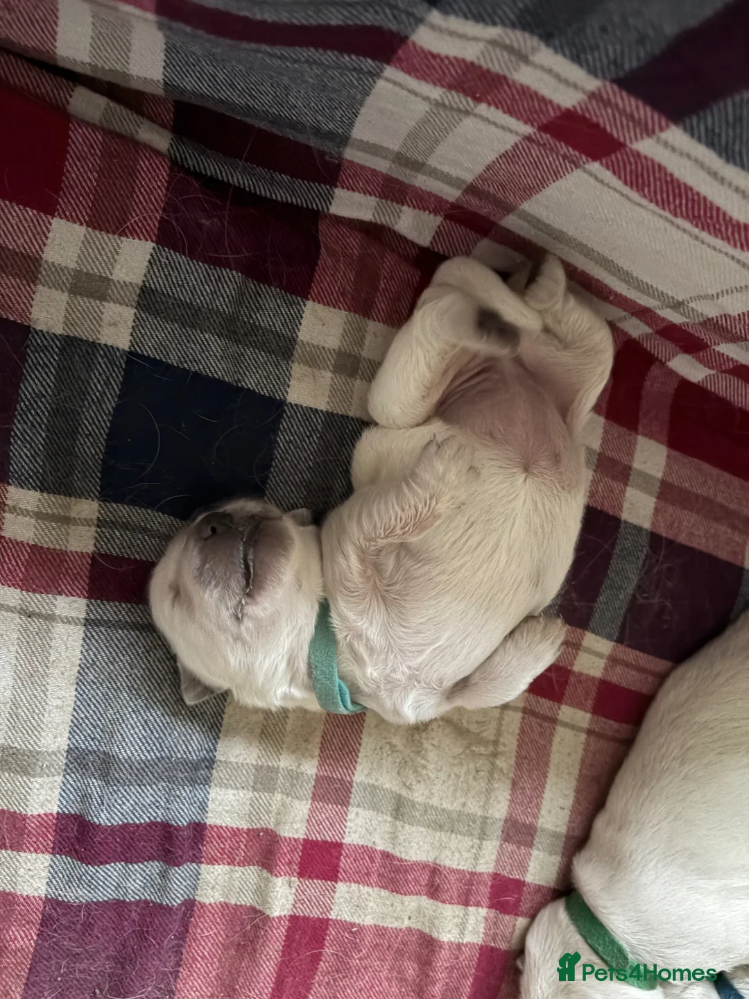 Golden Retriever dogs for sale: KC registered golden retriever puppies for sale - Advert 6