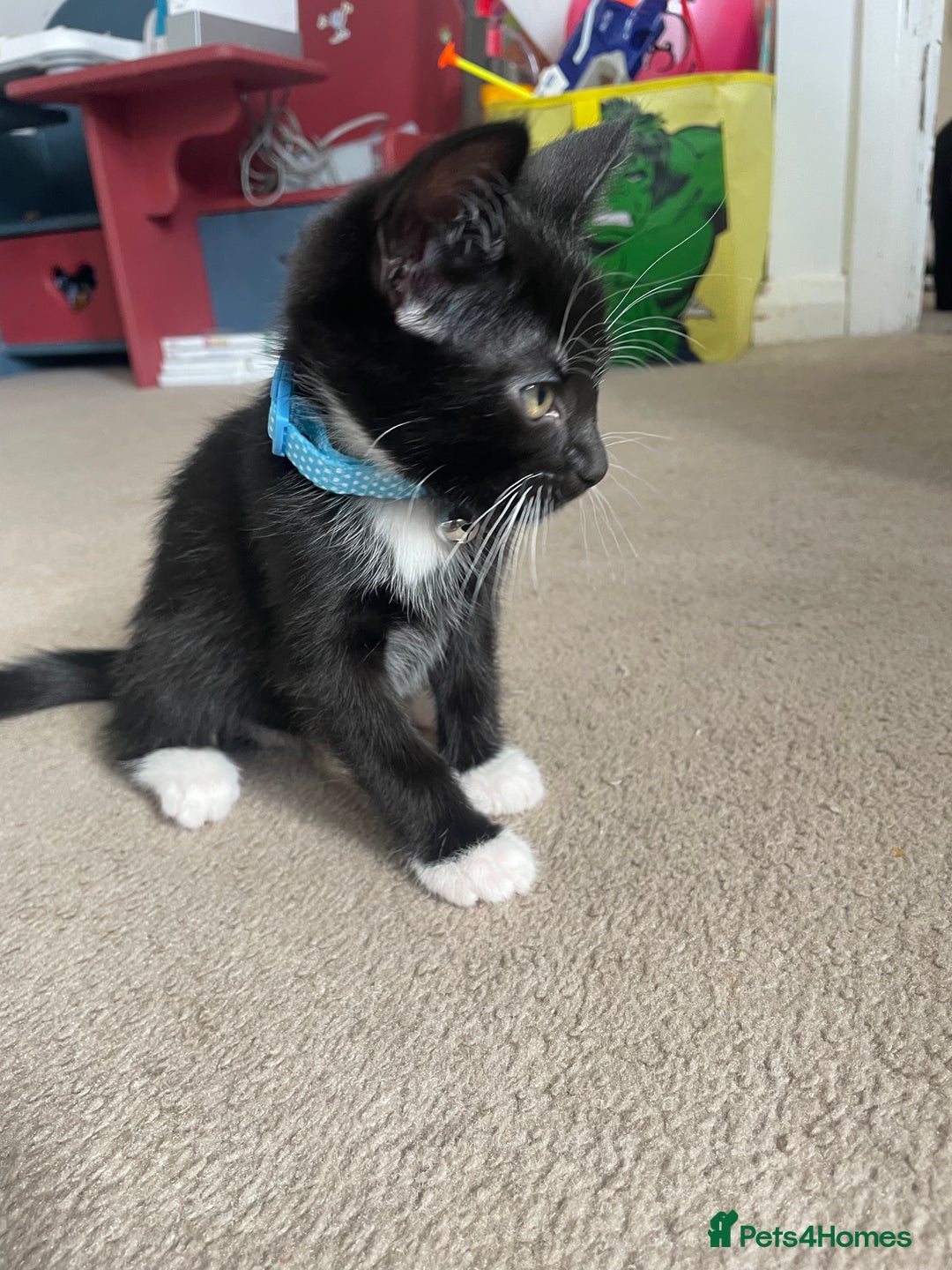 Mixed Breed cats for sale: 2 female kittens 1 male kitten for sale  - Image 4