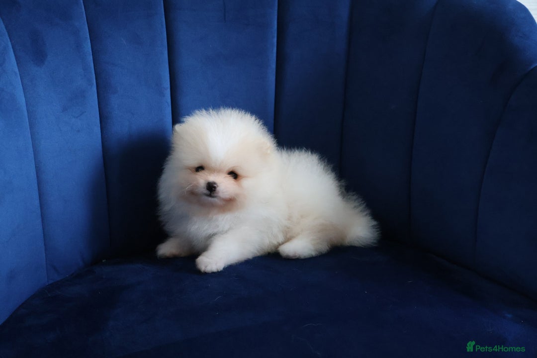 Pomeranian dogs for sale: READY NOW-REDUCED!! TRUE TEDDY BEAR POMERANIAN - Image 29