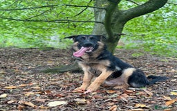German Shepherd dogs for sale: Max- for sale  - Image 3